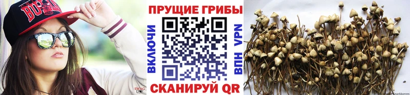 Галлюциногенные грибы ЛСД Малая Вишера